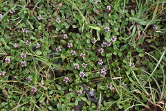 Phyla nodiflora